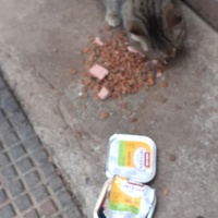 photo de livraison pour Chats cerbériens