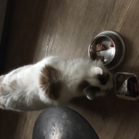 photo de livraison pour Les Chats Libres Condom 32