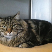 photo de livraison pour ANIMAL ATTITUDE