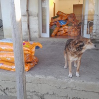 photo de livraison pour Sanctuaire de la Faune de Tanger (SFT)