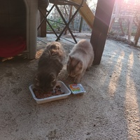 photo de livraison pour L'école du Chat d'Ollioules
