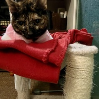 photo de livraison pour Association C.A.T.S. Chat Animal Terrien Solidarité