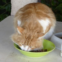 photo de livraison pour Association Des  Chats  De Hyeres