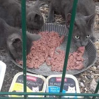 photo de livraison pour Les Chats-Pitresdelavi-Ste