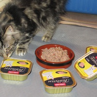 photo de livraison pour Jardin des Chats