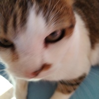 photo de livraison pour Chats Grains d'Amour