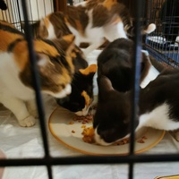 photo de livraison pour Aide Aux Chats Sans Logis
