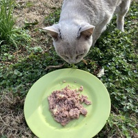 photo de livraison pour Ecole du Chat des Alpilles