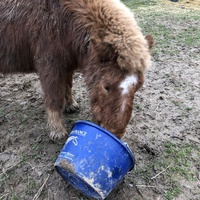 photo de livraison pour Les Chevaux d'Elo
