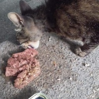 photo de livraison pour Les Chats-Pitresdelavi-Ste