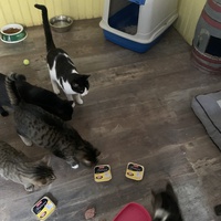 photo de livraison pour Association des Chats Camarguais