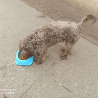 photo de livraison pour Lina's animal rescue