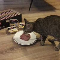 photo de livraison pour Stérilcat 80