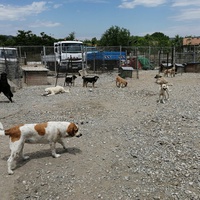 photo de livraison pour Animals voice Macedonia
