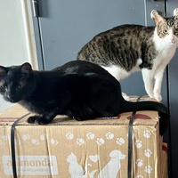 photo de livraison pour Association C.A.T.S. Chat Animal Terrien Solidarité