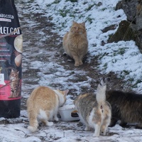 photo de livraison pour Jardin des Chats