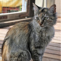 photo de livraison pour Association Des  Chats  De Hyeres