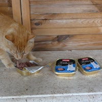photo de livraison pour Jardin des Chats