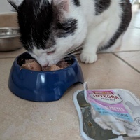 photo de livraison pour Ecole du Chat de Roubaix