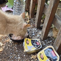 photo de livraison pour Bien vivre avec les Chats Sallélois