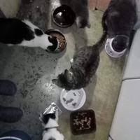photo de livraison pour L'Arche de Marie - Mes Amours de Chats