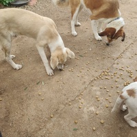 photo de livraison pour For the Strays - Paws of Greece