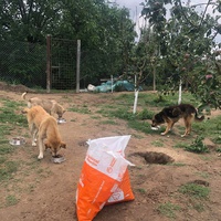 photo de livraison pour Viata Animalelor