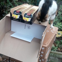 photo de livraison pour Les chats libres de Caro