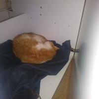 photo de livraison pour Protect Cat