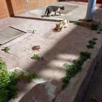 photo de livraison pour Comme Chiens et Chats Maroc