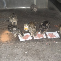 photo de livraison pour Chat Libre de l'Ile du Ramier