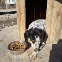 photo de livraison pour Animals voice Macedonia