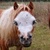 photo animal