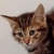photo animal