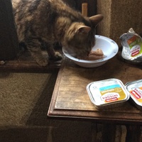 photo de livraison pour Vallée des Chats