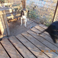 photo de livraison pour Pro Animals Finland ry