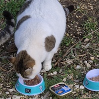 photo de livraison pour Clan du chat libre