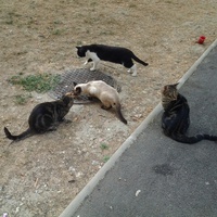 photo de livraison pour L'Assist'Aux Chats