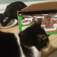 photo de livraison pour Les Pattounes de l'Espoir