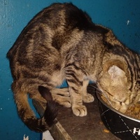 photo de livraison pour SOS Animaux, un Toit pour la Vie