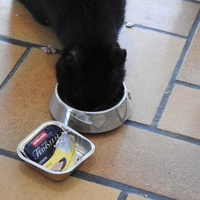 photo de livraison pour Ecole du Chat Libre de Caillerot