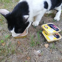 photo de livraison pour Chat L'Heureux Chat l'Ange et Cie