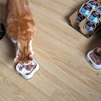 photo de livraison pour NAE-NUTTI - Les chats de la maison brûlée