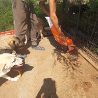 photo de livraison pour Animal Shields Oradea
