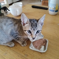 photo de livraison pour Chats Grains d'Amour