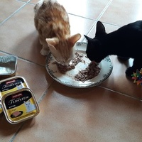 photo de livraison pour Bien vivre avec les Chats Sallélois