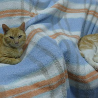 photo de livraison pour Association Des  Chats  De Hyeres