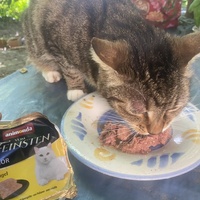 photo de livraison pour Chats-sos