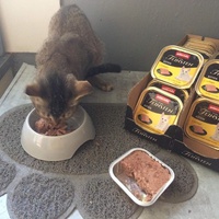 photo de livraison pour Les chats de l'Indifférence
