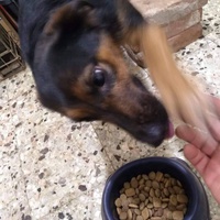 photo de livraison pour Lina's animal rescue